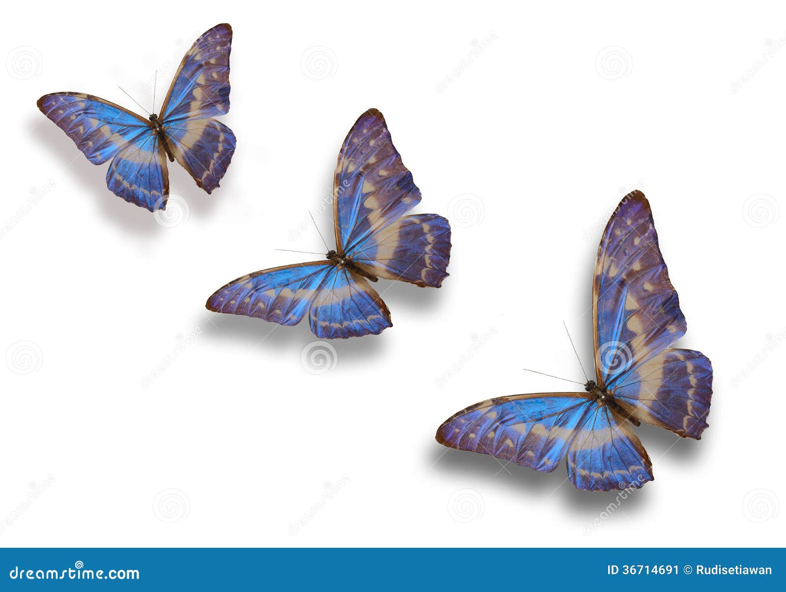 Blue butterfly stock image. Image of bright, beauty, wings 36714691