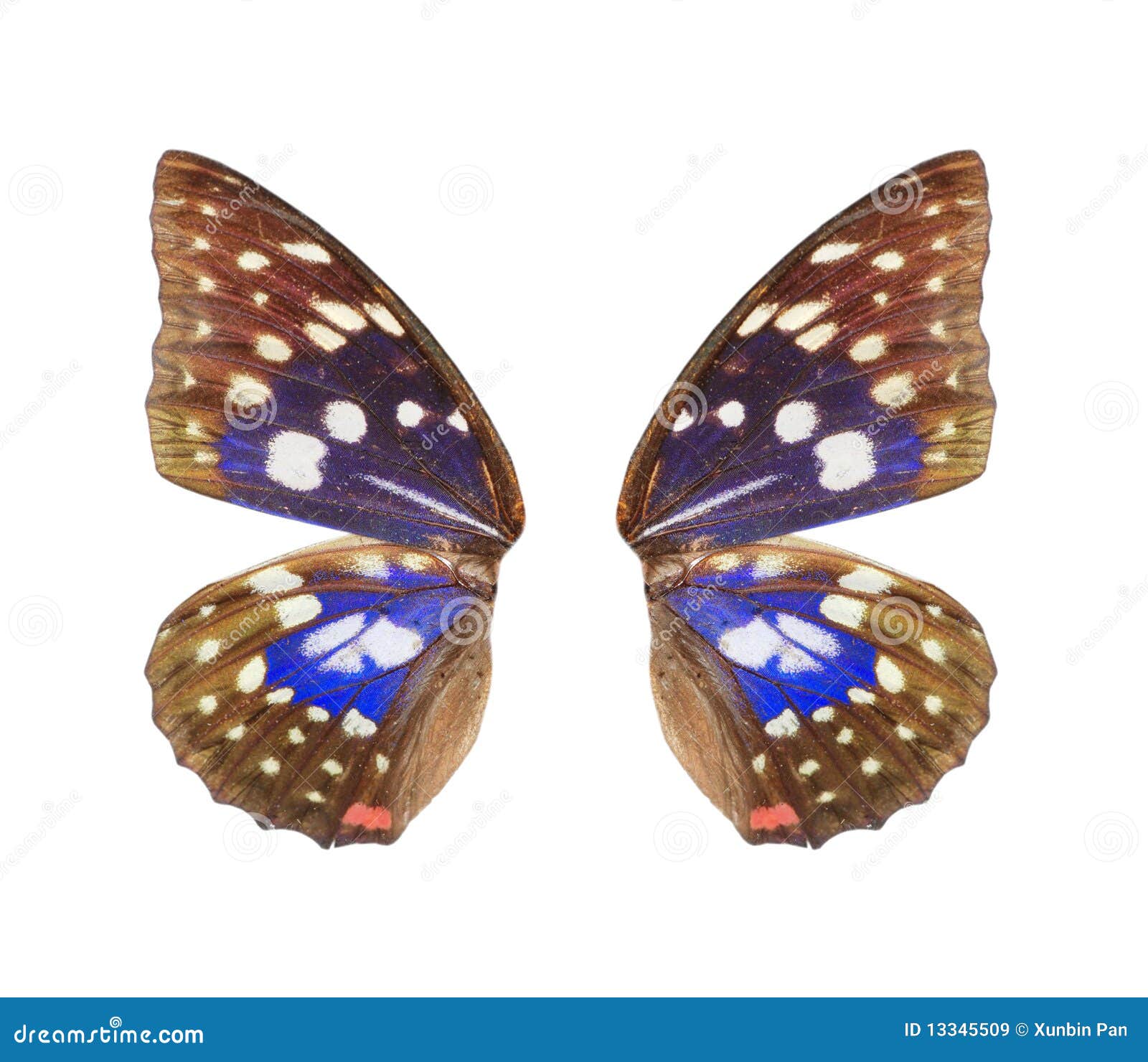blue butterfly wing