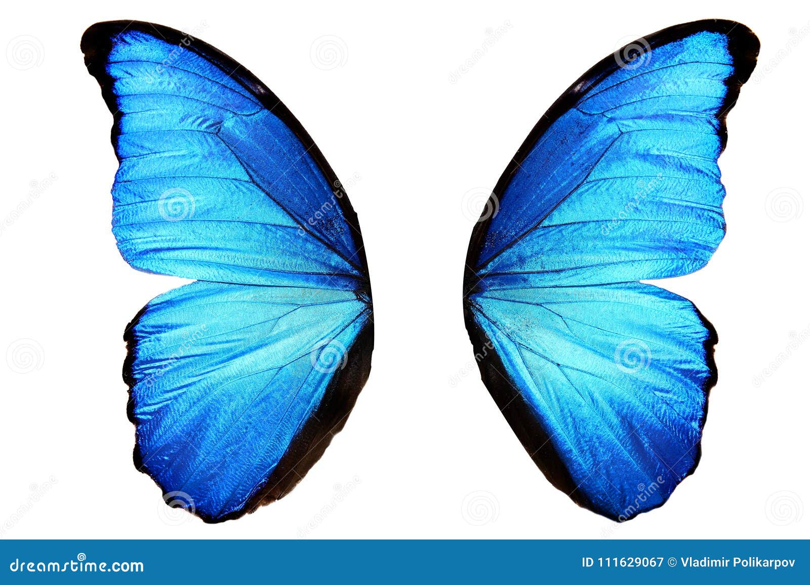 Blue Morpho Butterfly Wings