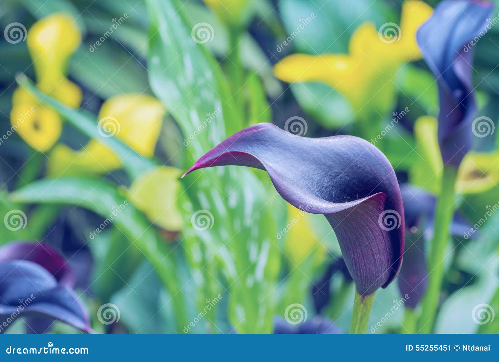 Blue Calla lily stock image. Image of color, violet, purity - 55255451