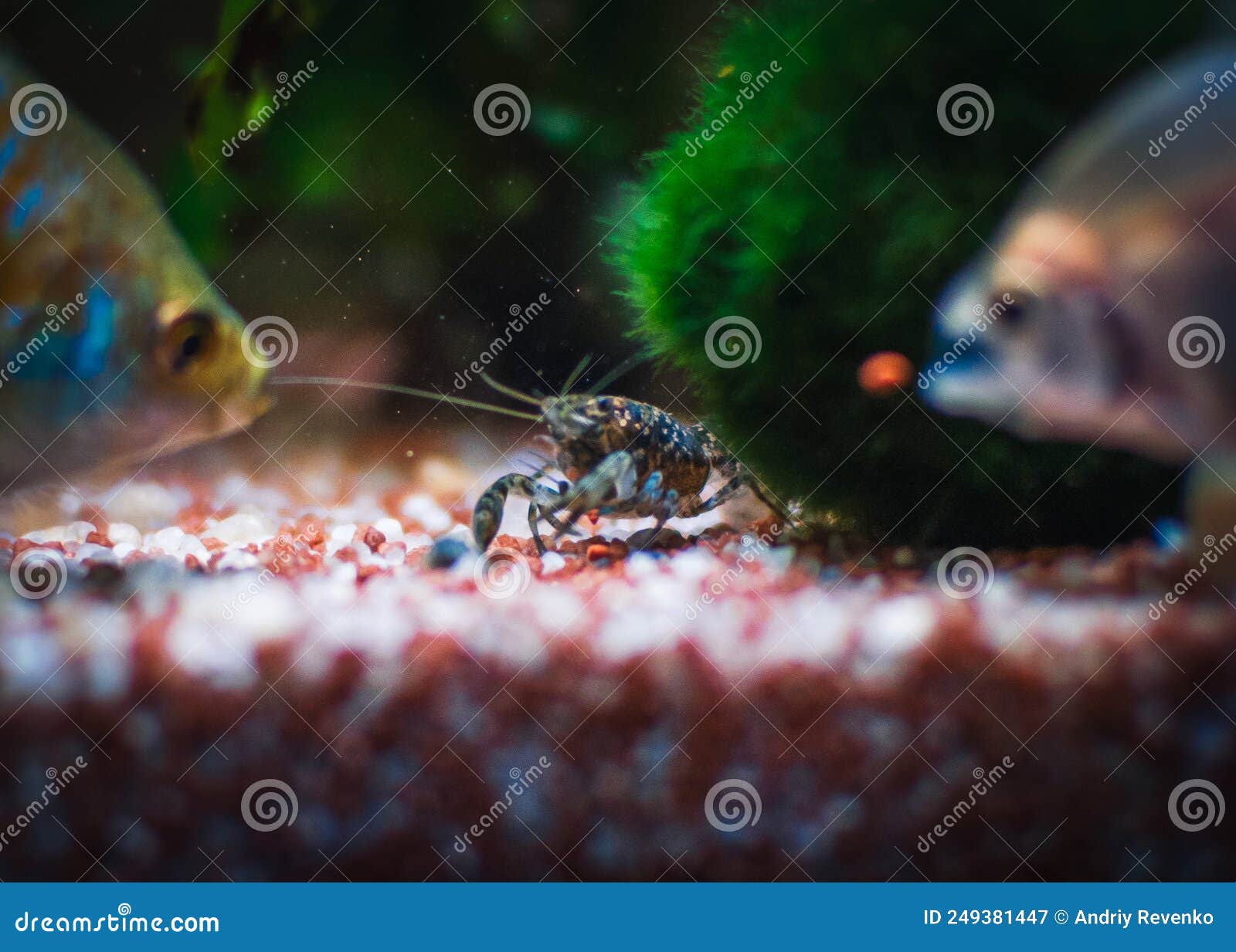 blue cambarellus in my aquarium