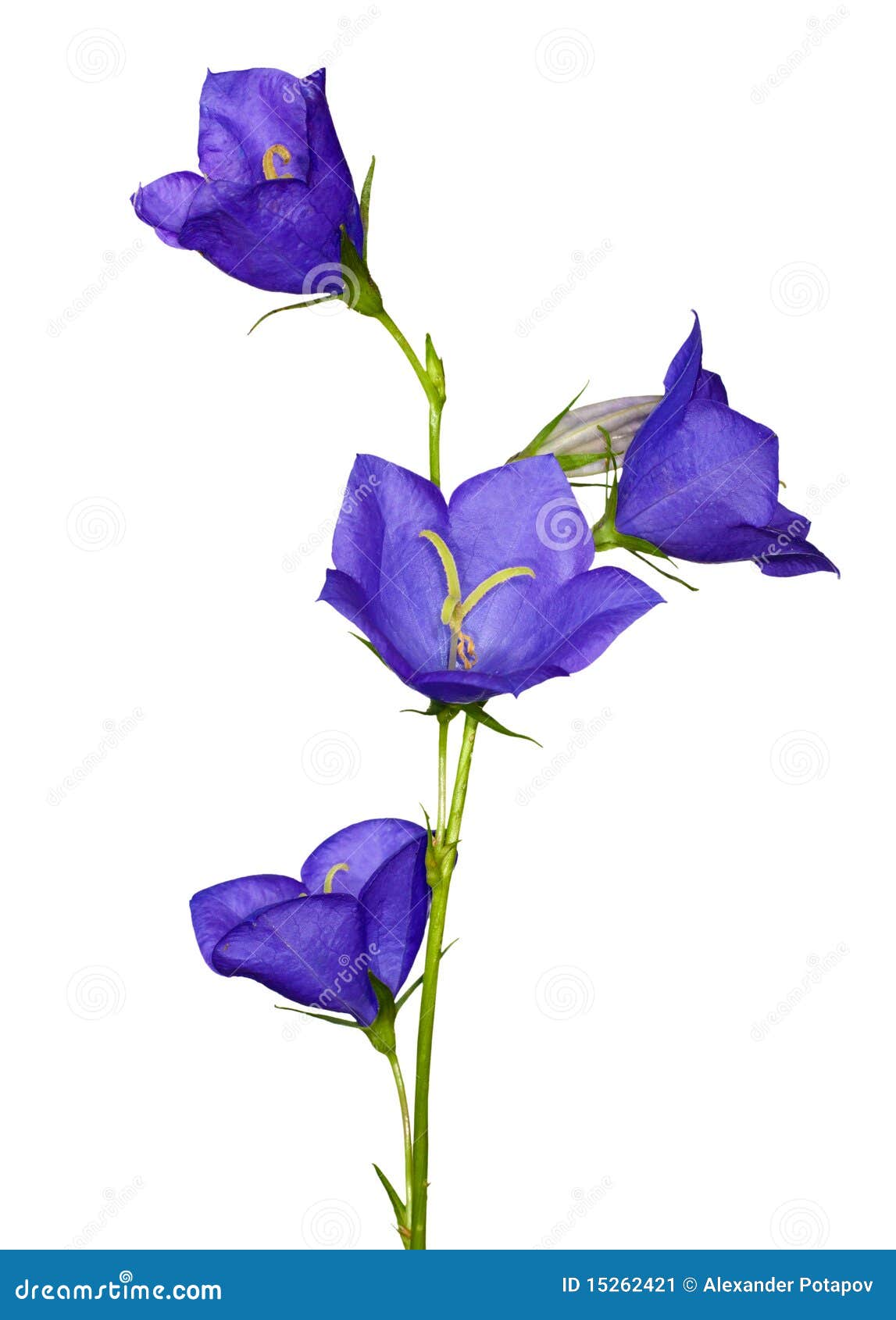 blue campanula flowers  on white