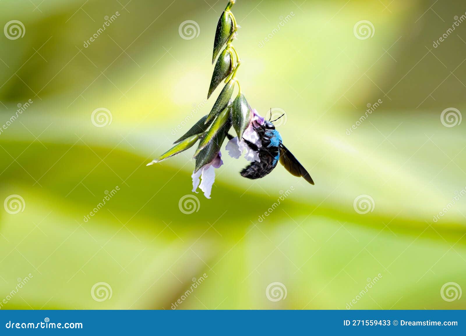 Blue Carpenter Bee, Xylocopa Caerulea, on a Flower Stock Image Image