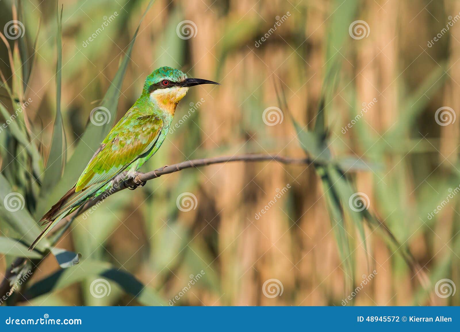 blue cheeked bee eater south africa birds