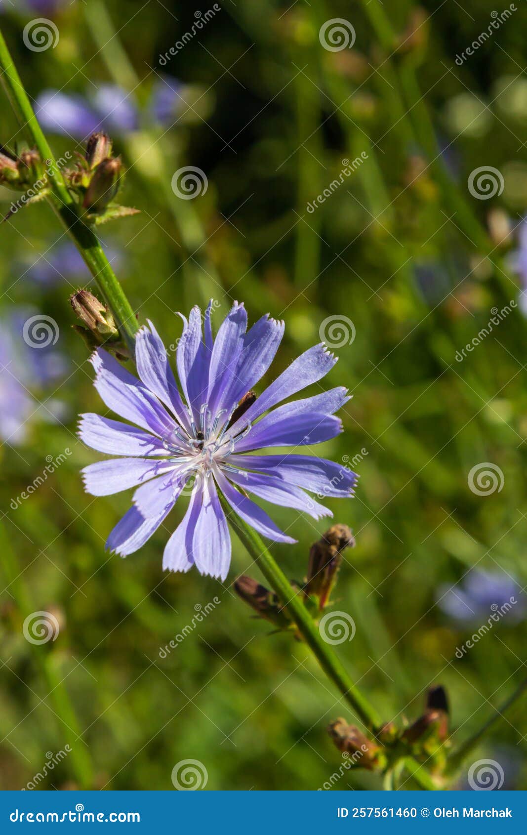 blue chicory flowers, close up. violet cichorium intybus blossoms, called as sailor, chicory, coffee weed, or succory is a