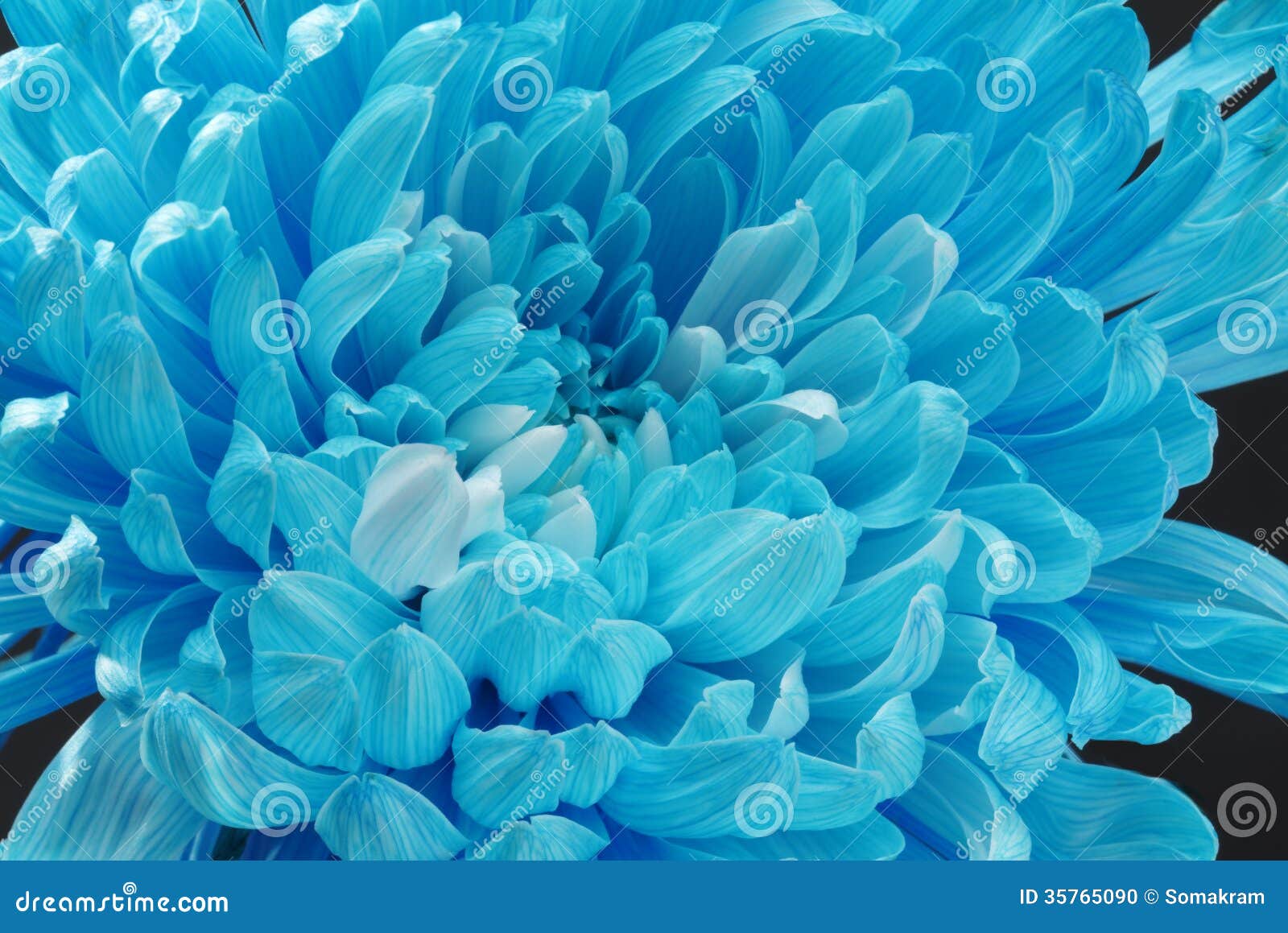 Blue Chrysanthemum stock photo. Image of blue, chrysanthemum 35765090