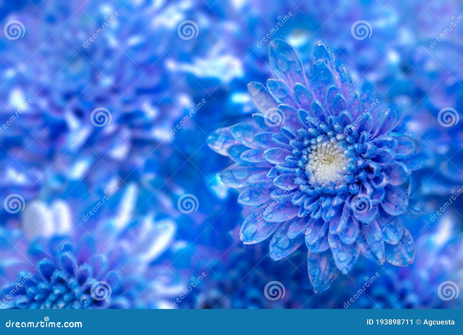 Blue chrysanthemum flower stock image. Image of closeup 193898711