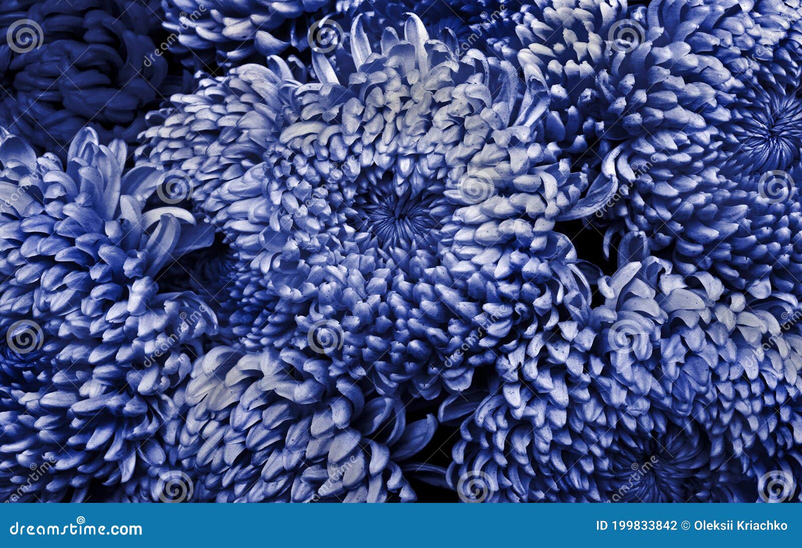 Blue Chrysanthemum Texture Background. Stock Photo Image of bloom