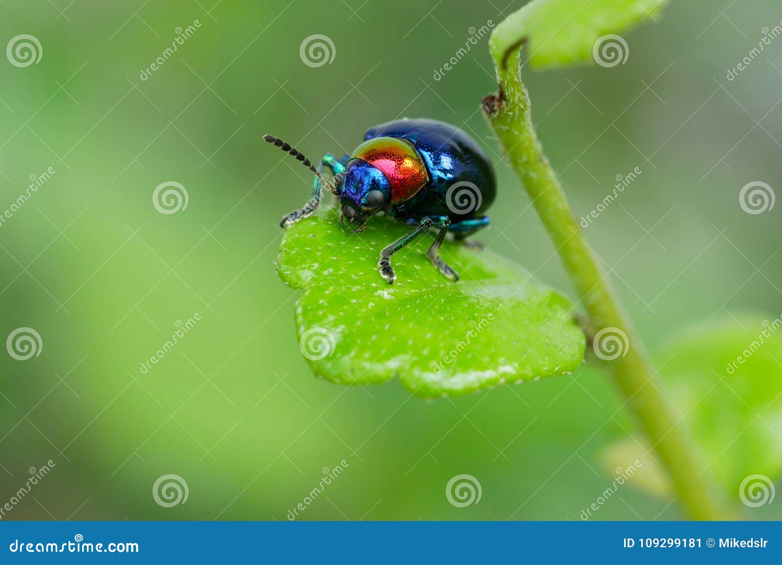 blue chrysochus pulcher on green leaf