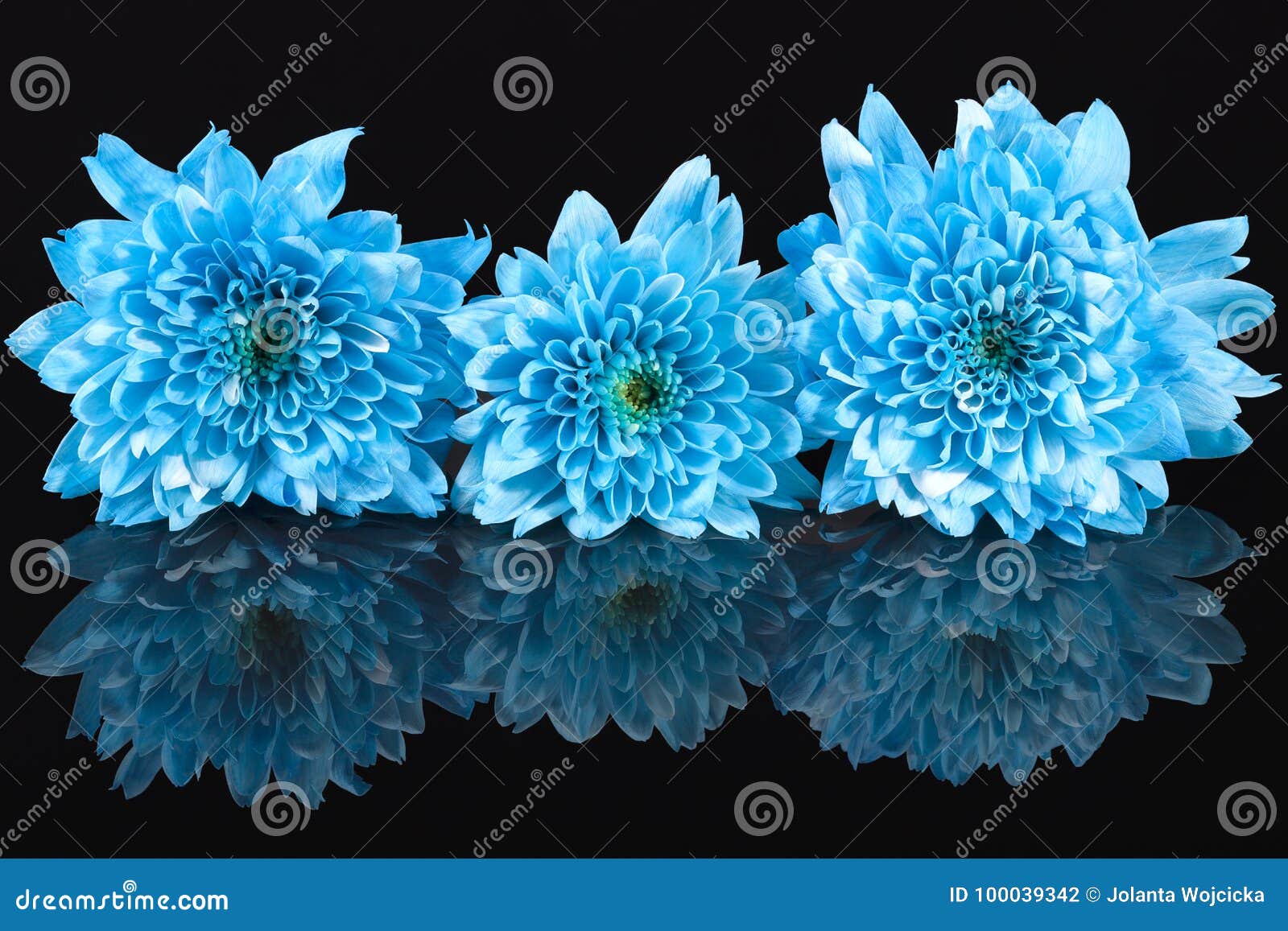 Blue Color Chrysanthemum Flowers on Black Background, Reflection ...