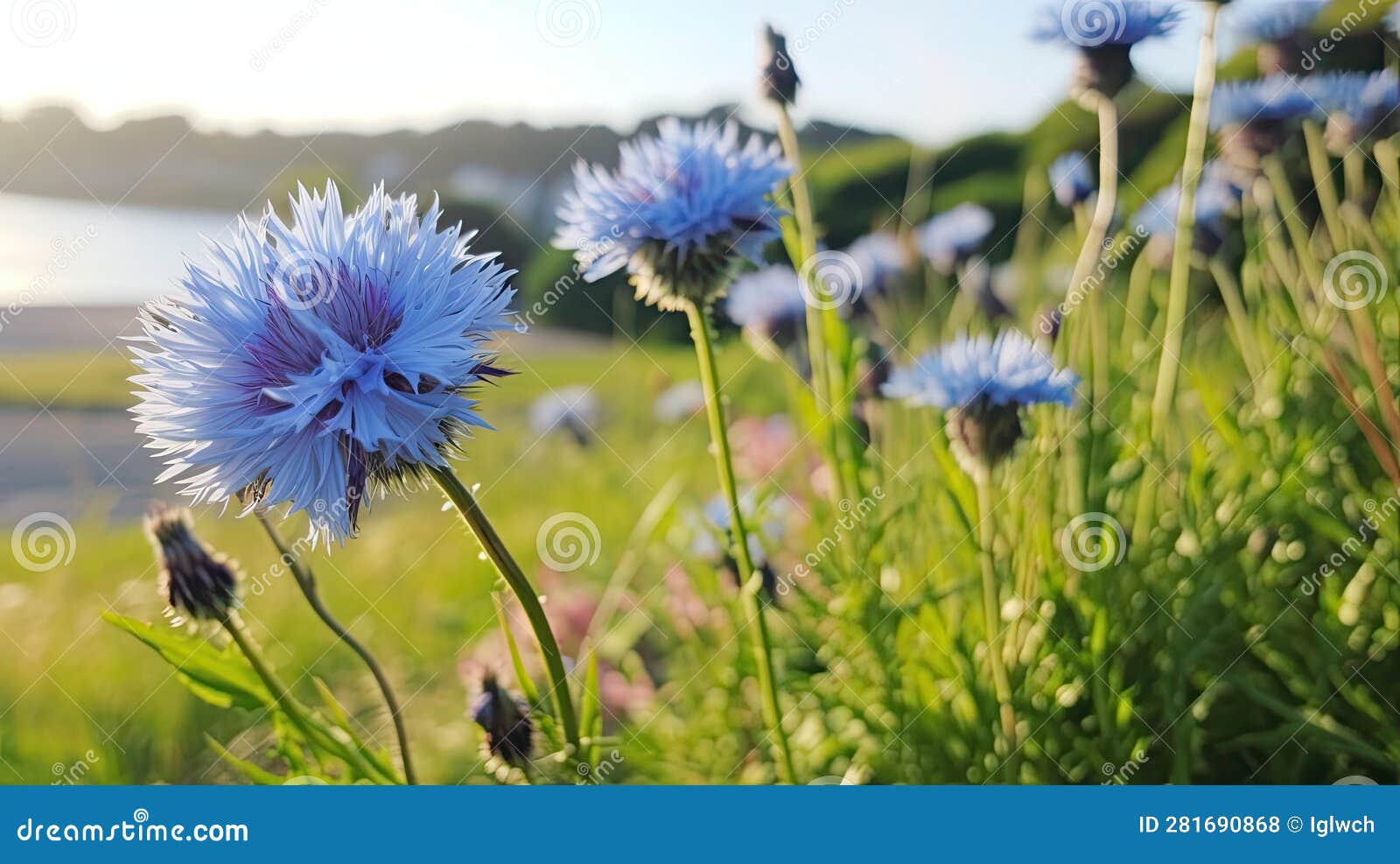 Blue Colored Centaurea Cyanus is the Most Common Cornflower in Germany