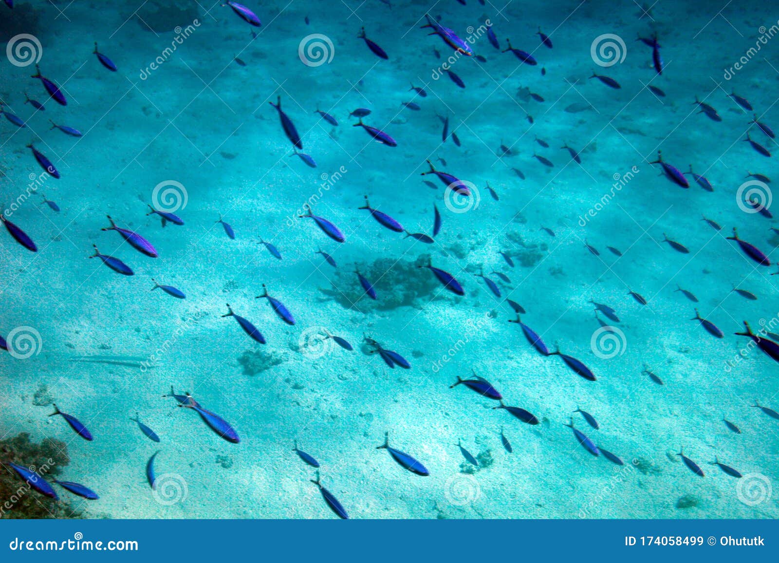 spiral by carib being  Ocean art, Fish art, Underwater painting