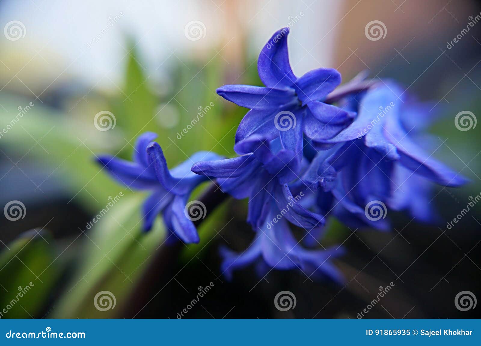 Blue Colour Flowers in the Garden Stock Image - Image of green ...