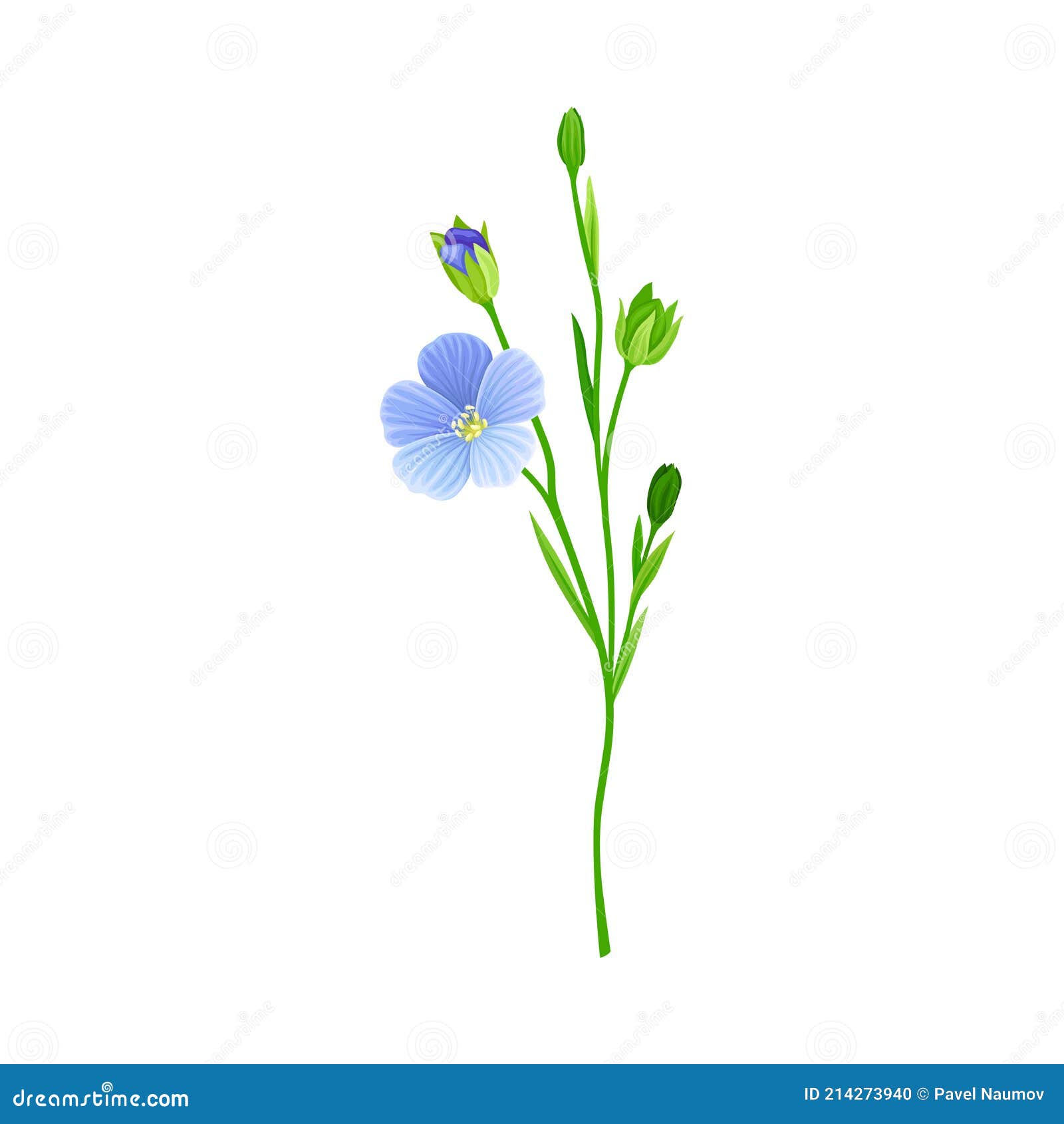 Blue Common Flax or Linseed Cultivated Flowering Plant Specie Vector ...