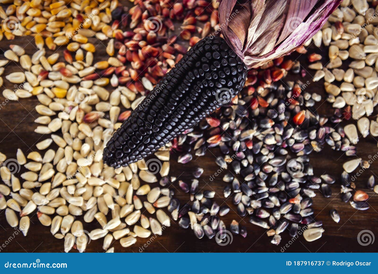 Blue Corn in Corn Kernel Background, Flat Lay Stock Image Image of