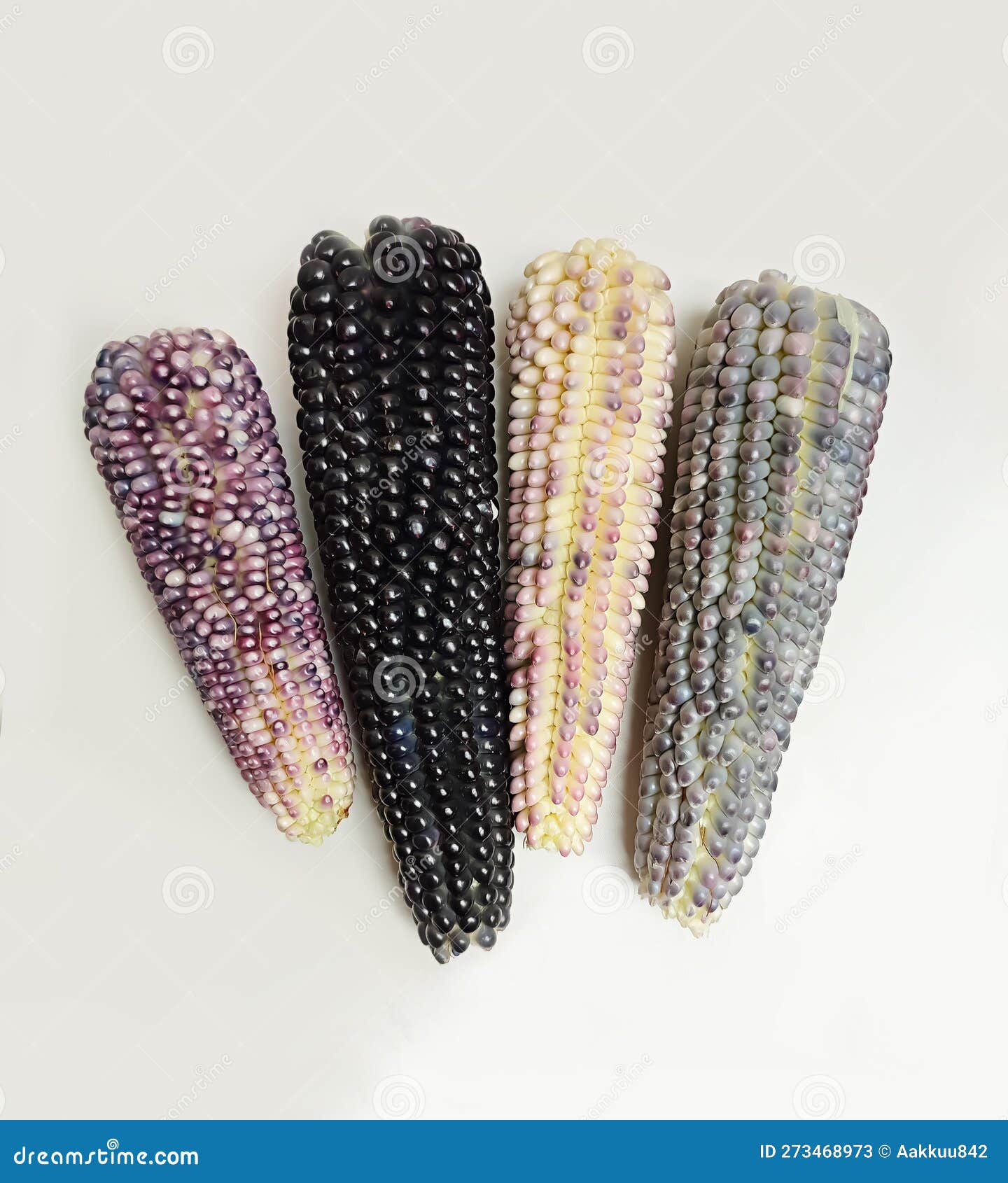 blue corn, purple corn on white background, harvest agricultura