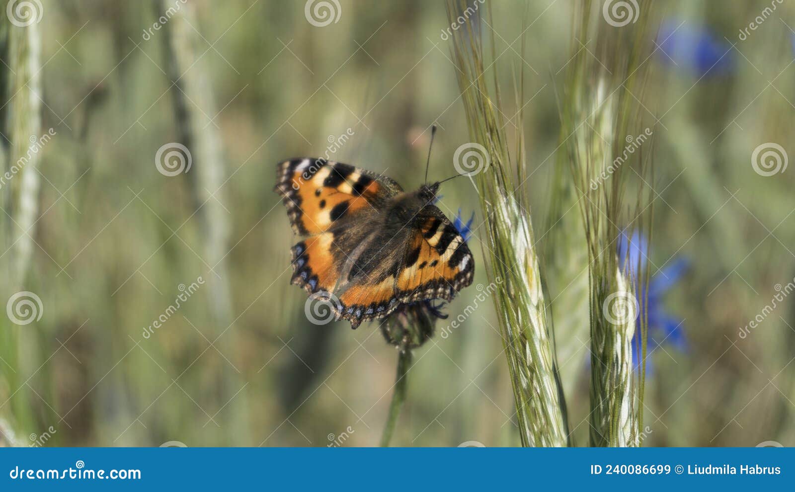Blue Cornflower with Butterfly in the Field on a Hot Summer Day Stock