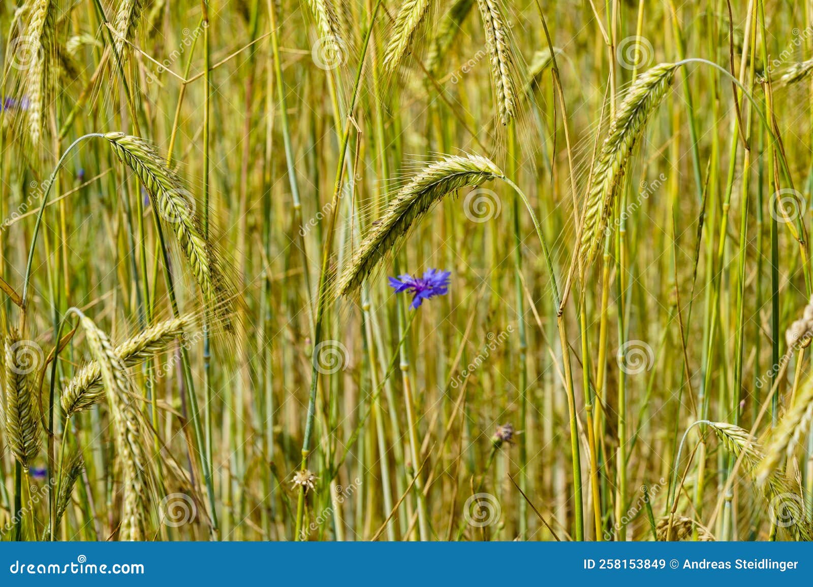 Cornflower Centaurea Cyanus Stock Image Image of field, cornflower 258153849