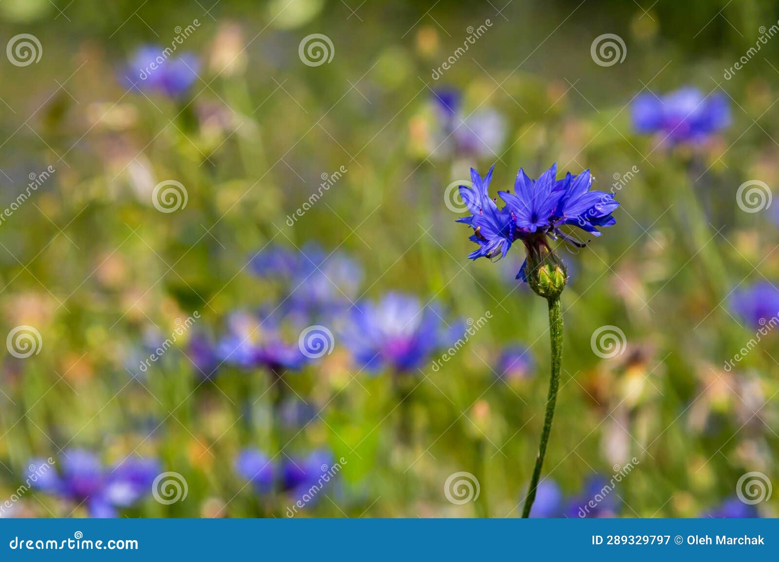 The Blue Cornflower Centaurea Cyanus is an Edible Plant Stock Image Image of flora