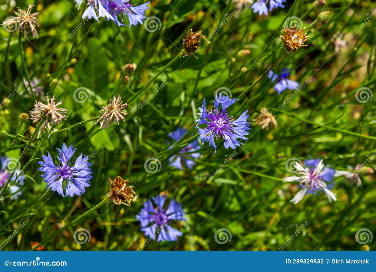 The Blue Cornflower Centaurea Cyanus is an Edible Plant Stock Photo