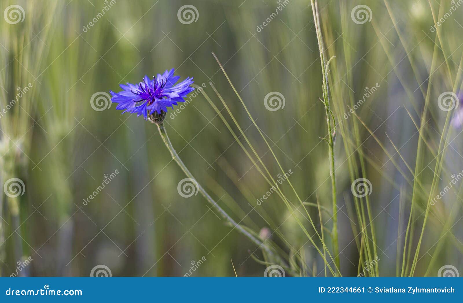 Blue Cornflower in the Field among the Ears Stock Image Image of