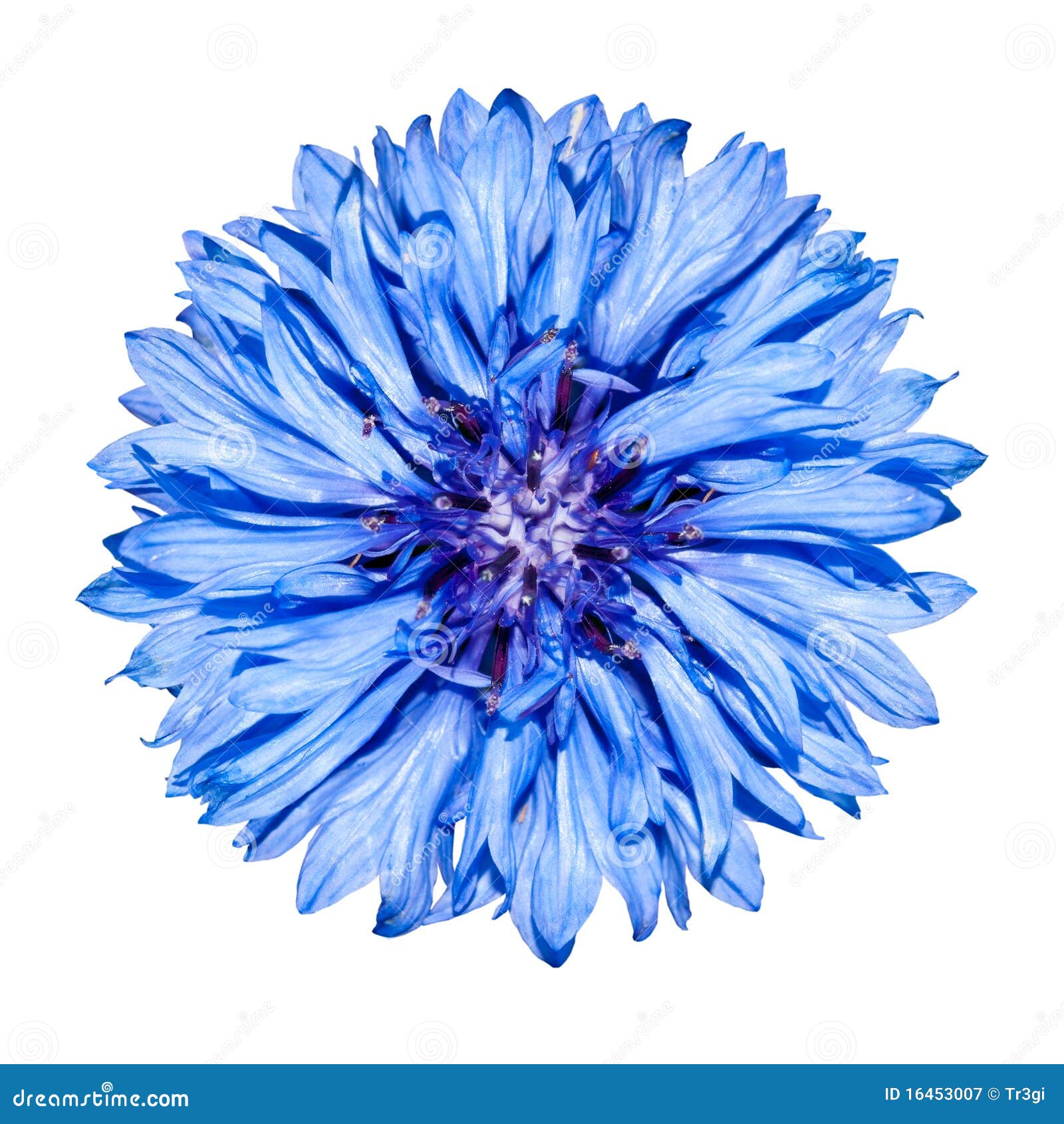 Blue Cornflower Flower Head Centaurea Cyanus Stock Image Image of