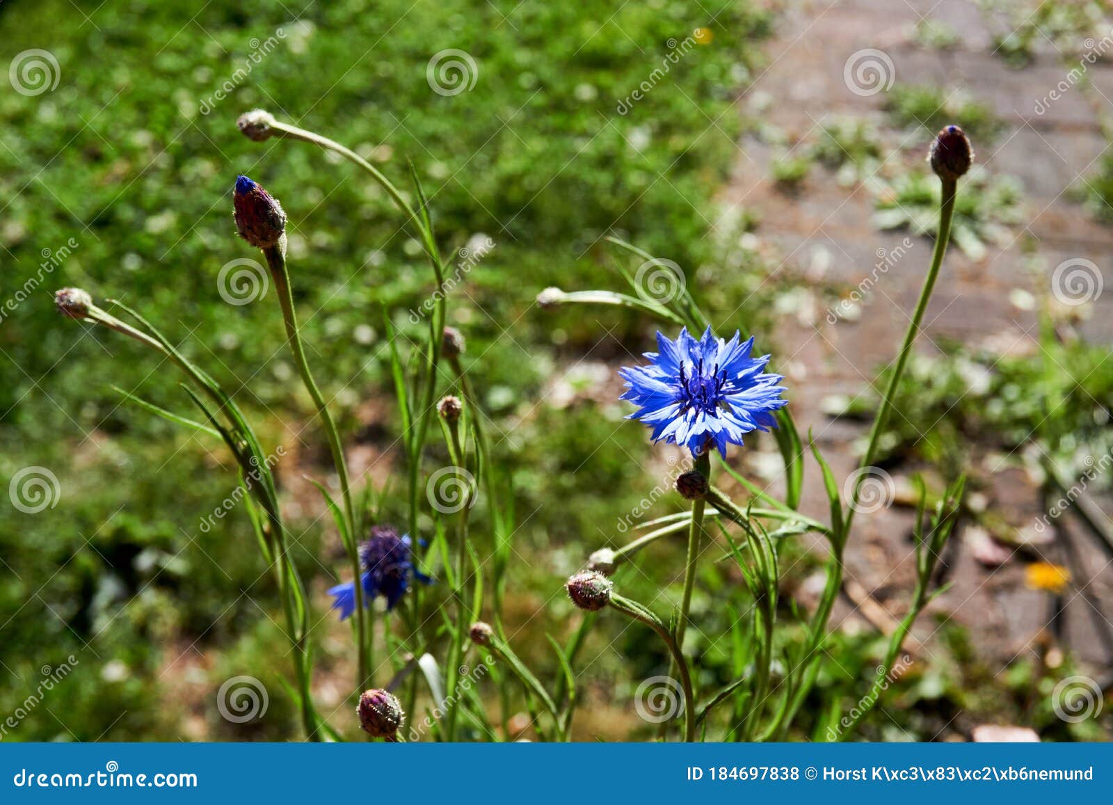 Blue Cornflower Flower Latin Name Cyanus Segetum Centaurea Cyanus Stock Photo Image Of Blooming Color 184697838