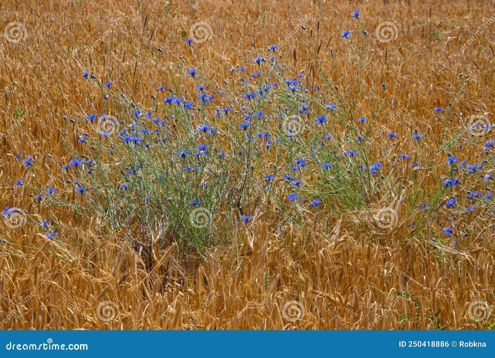 Blue Cornflower Growing in a Wheatfield, Focus on Blue Flower Centaurea Cyanus Stock Photo
