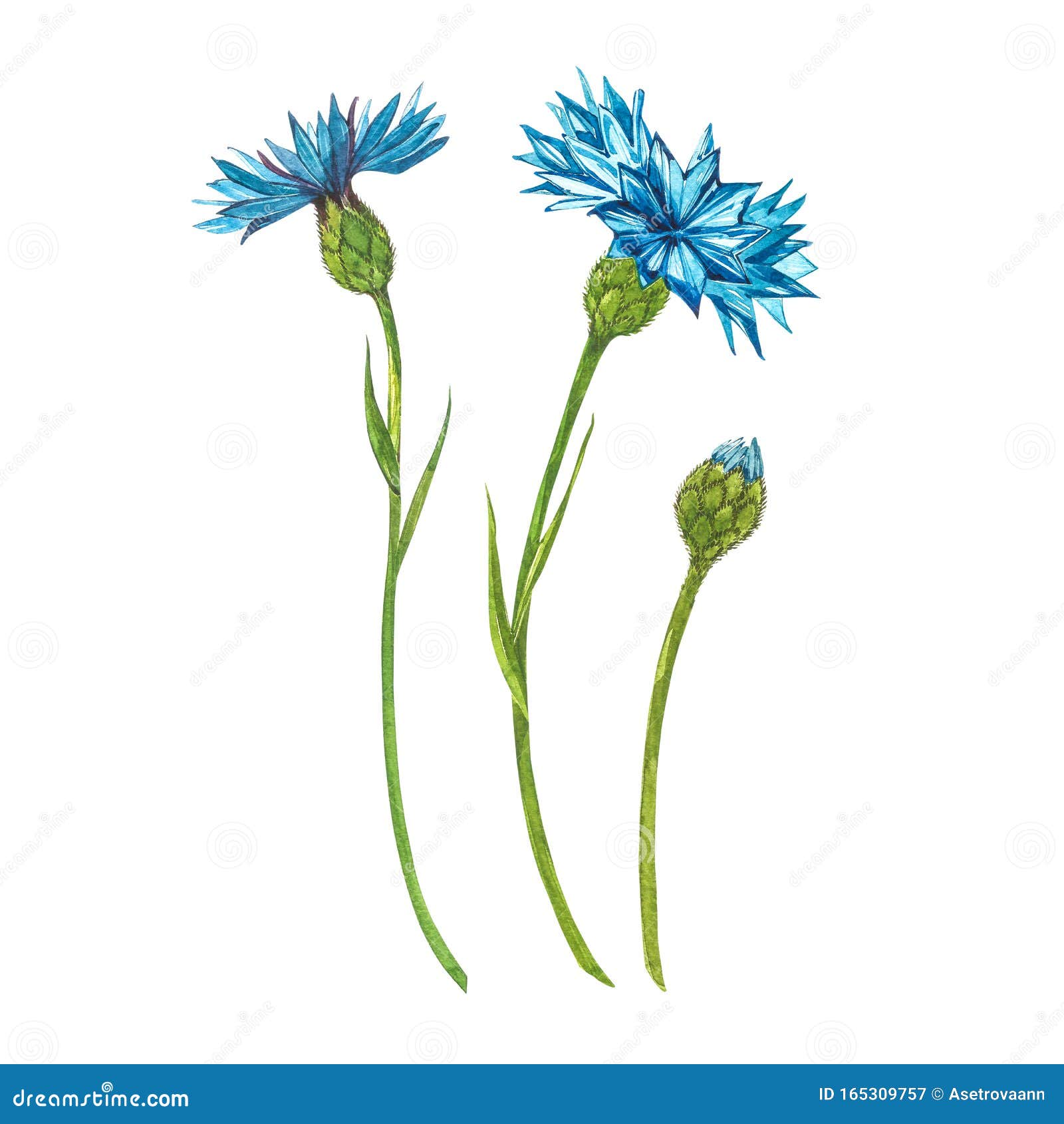 blue cornflower herb bachelor button flower bouquet isolated white background set drawing cornflowers floral elements 165309757