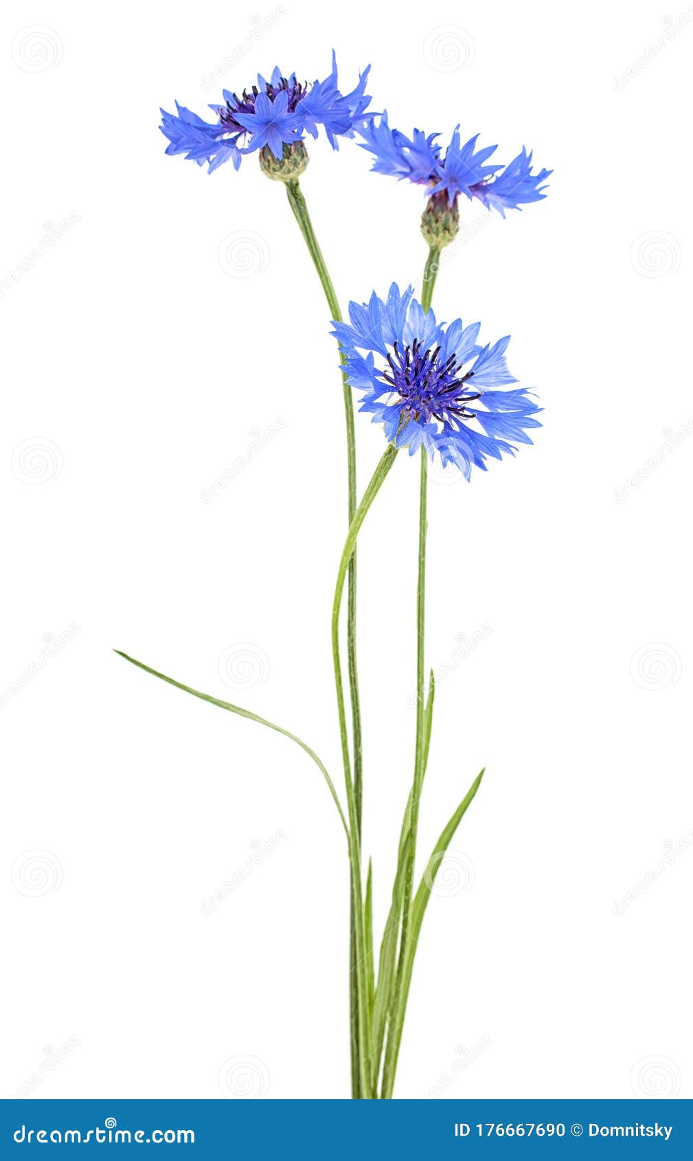 Blue Cornflower Herb Isolated on White Background Stock Photo Image