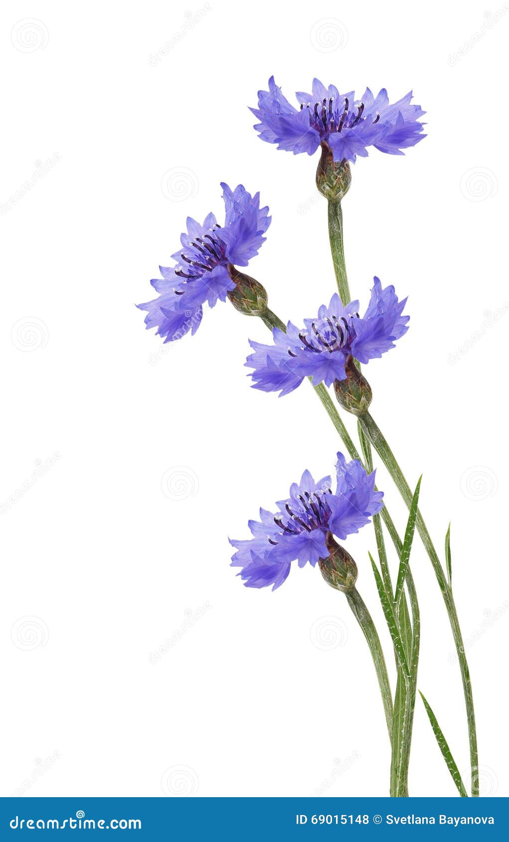 Blue cornflower stock photo. Image of flower, asteraceae - 69015148