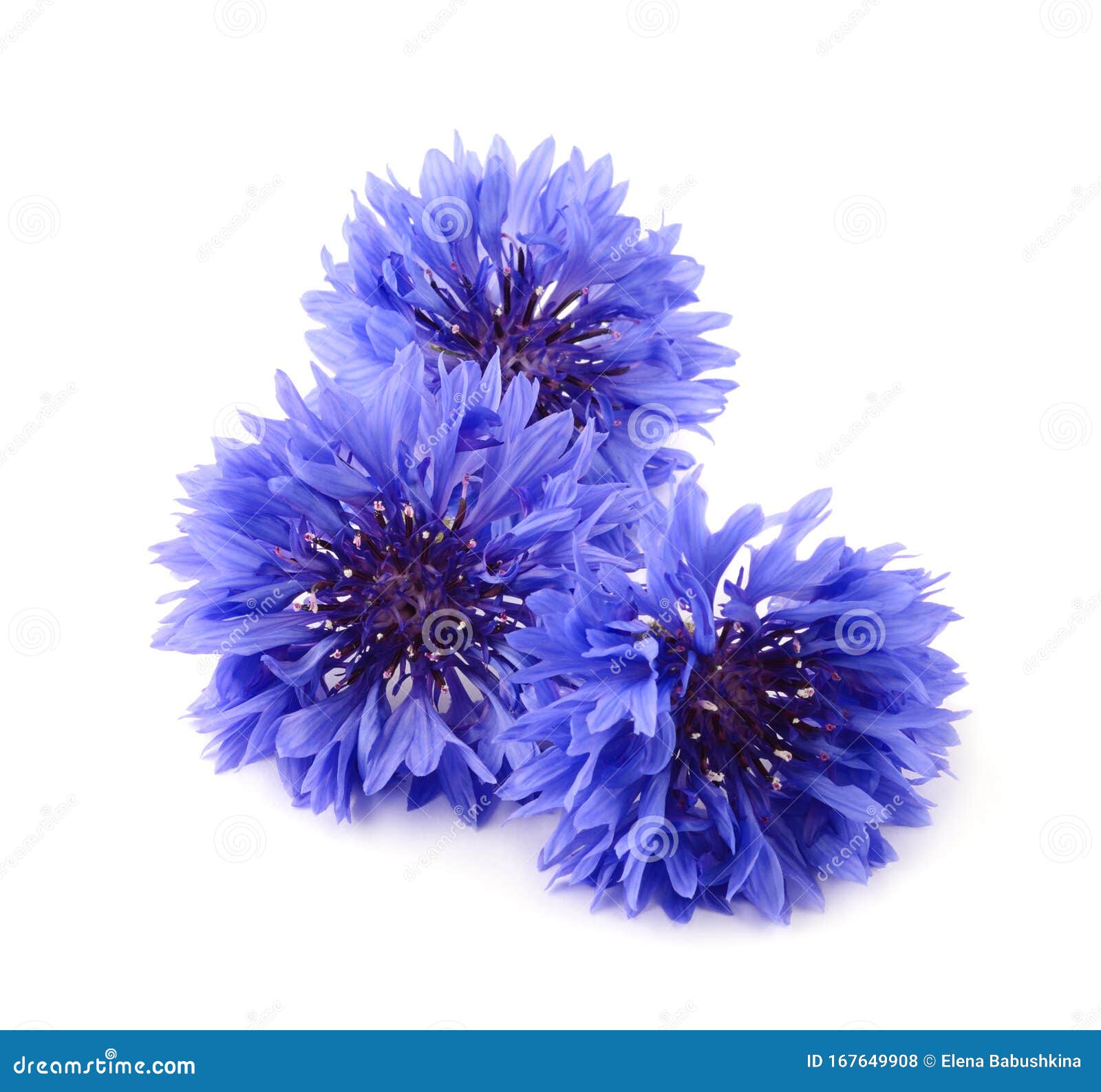 Blue Cornflower Isolated on White Background Stock Photo Image of
