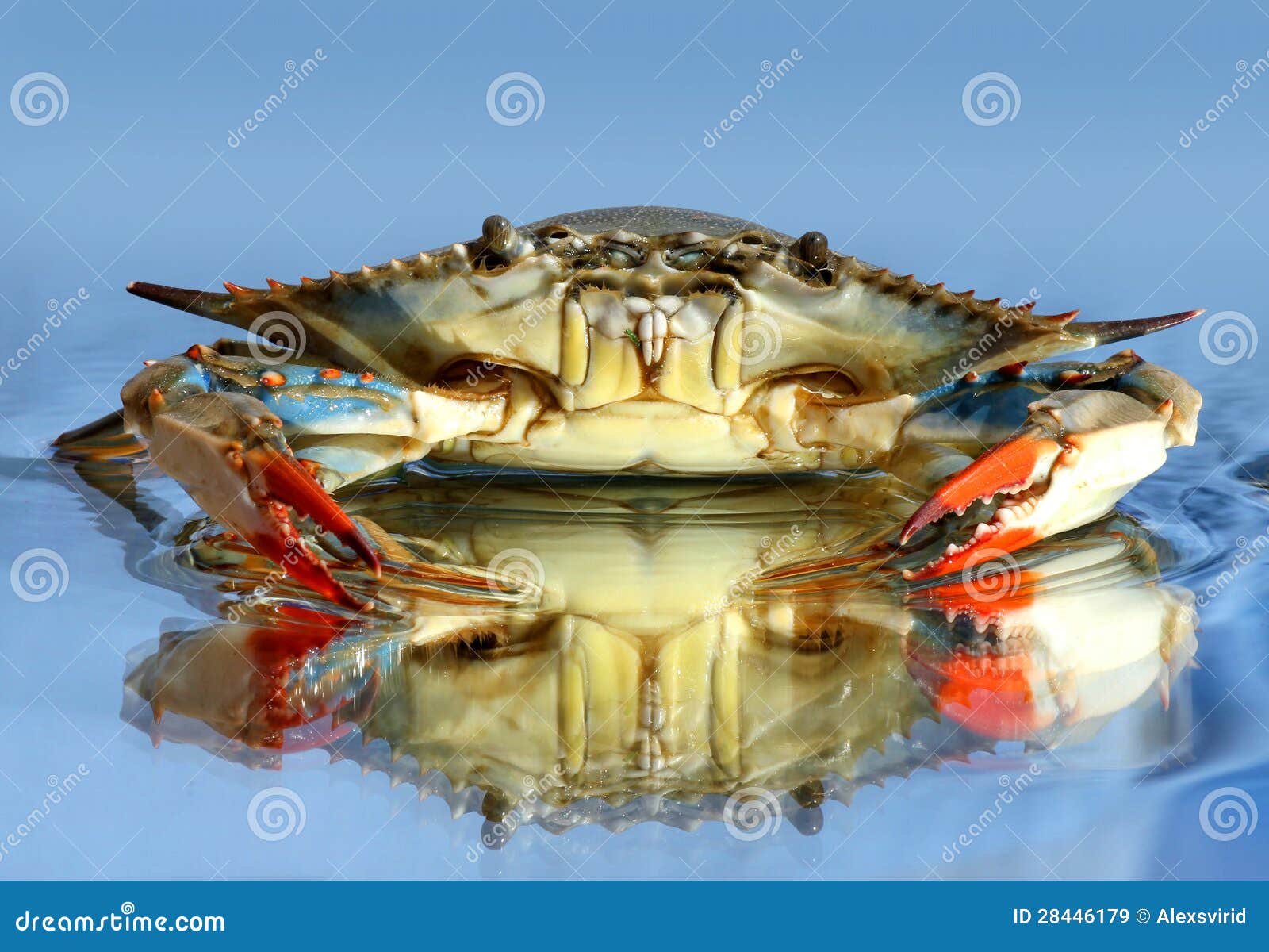 blue crab