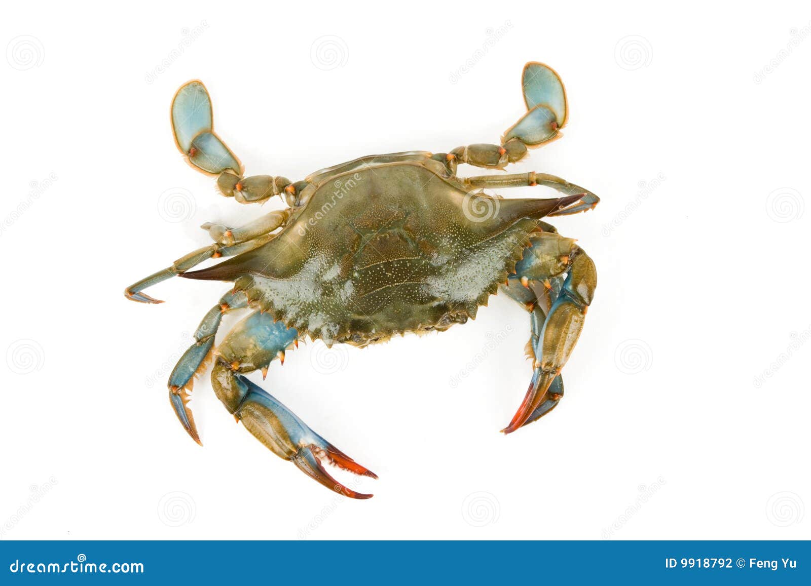 Blue Crab Stock Photography | CartoonDealer.com #67943720