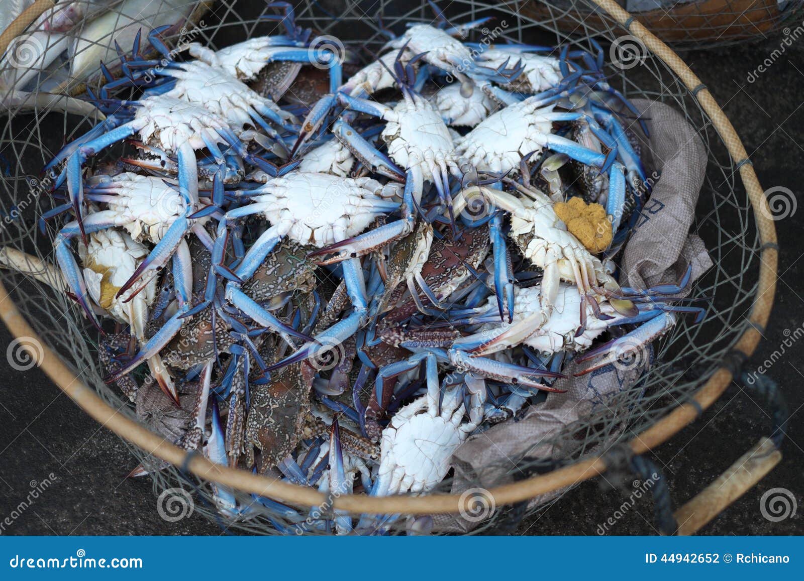Blue Crab at Dubai Fish Market Stock Photo Image of fished, animal