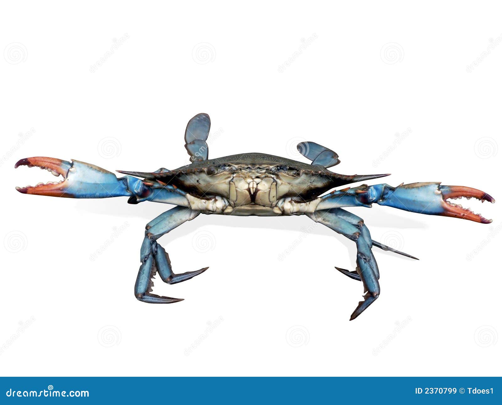 Blue Crab Stock Photography | CartoonDealer.com #67943720