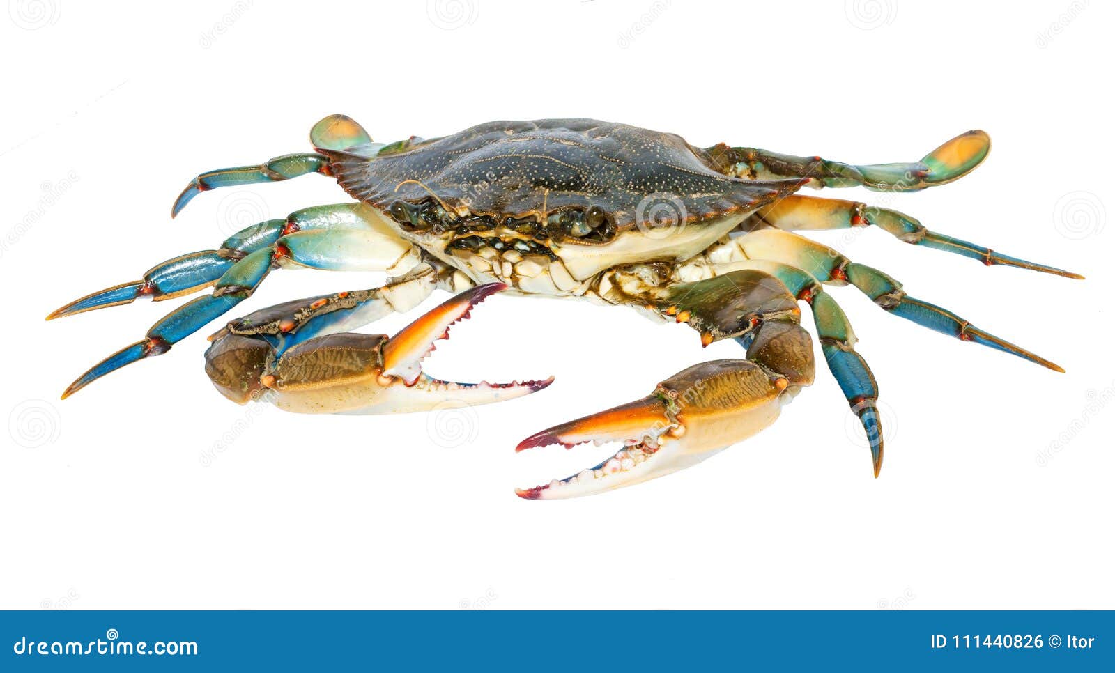 Blue crab isolated stock photo. Image of close, live 111440826