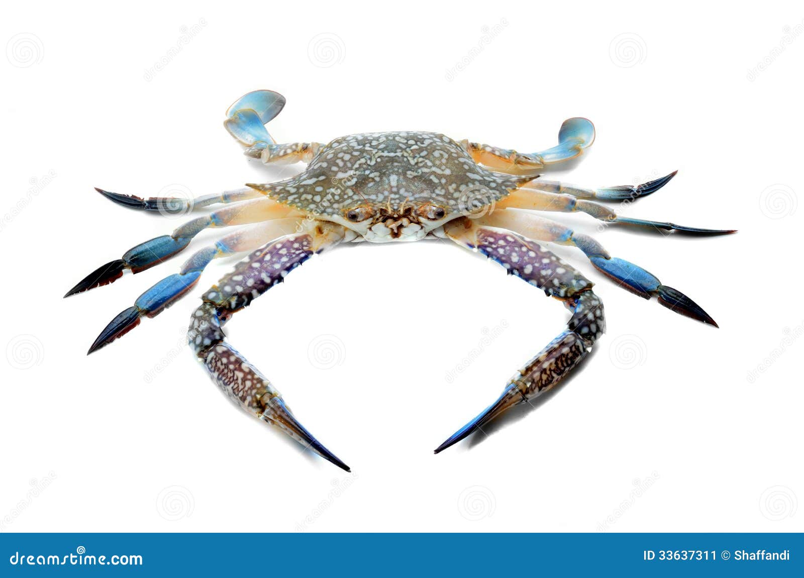 Blue Crab Stock Image - Image: 33637311