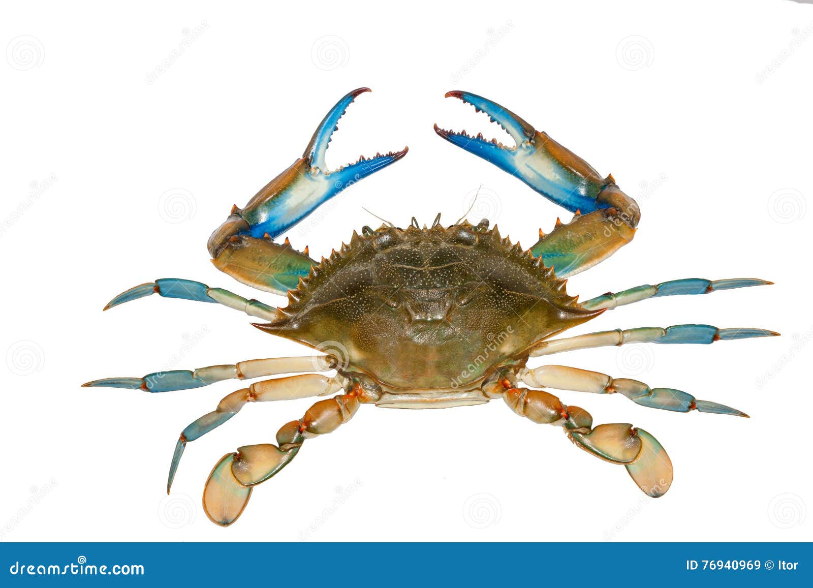 Blue Crab Isolated on White Background Stock Image Image of seafood