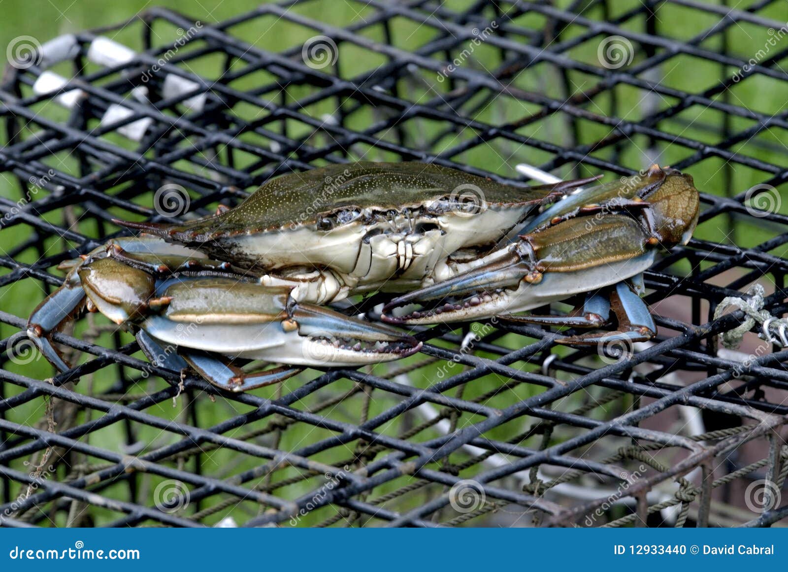 610 Blue Crab Trap Stock Photos - Free & Royalty-Free Stock Photos from  Dreamstime
