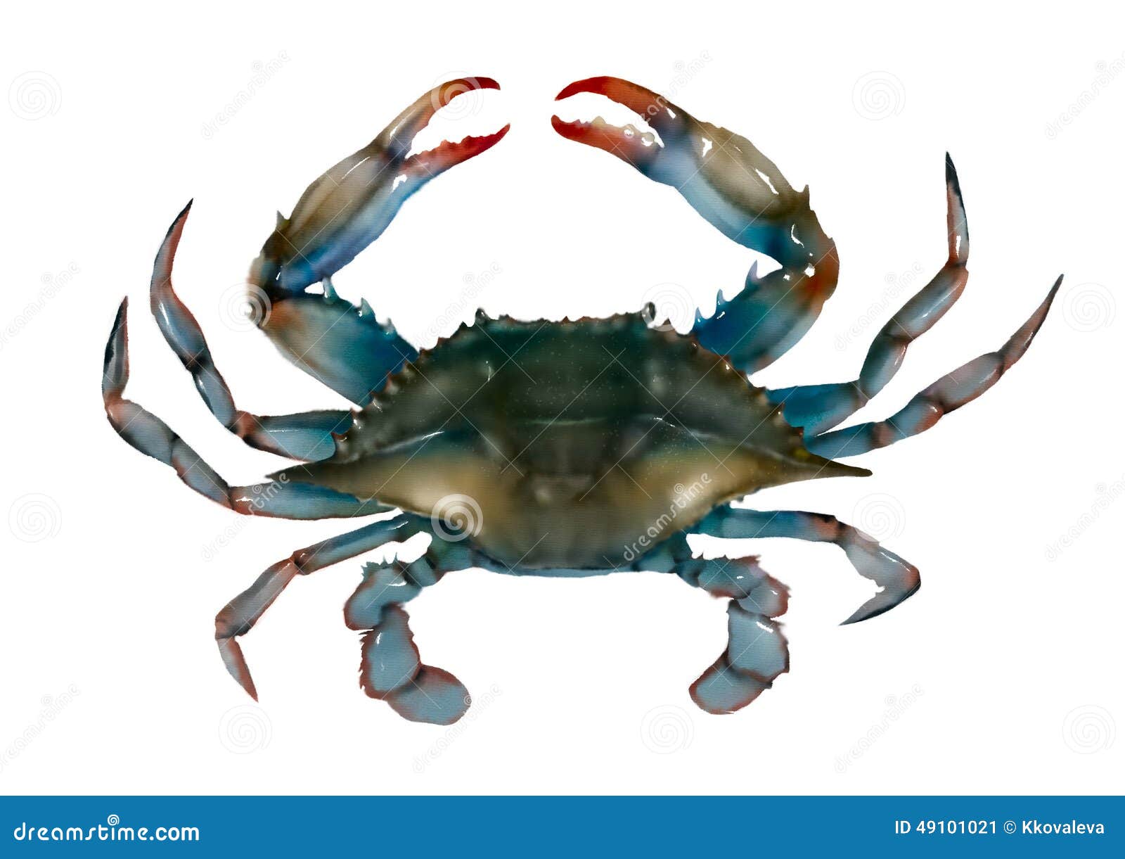 blue crab raw  