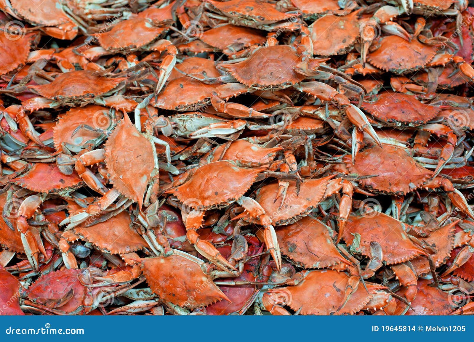 soft shell blue crab soft shell blue crab