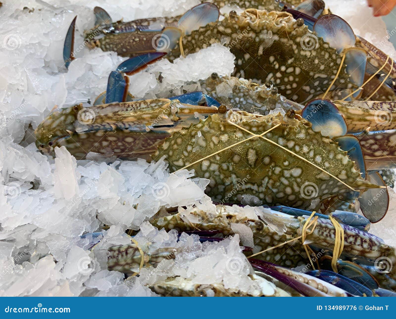 blue crabs paste on the pounded ice.