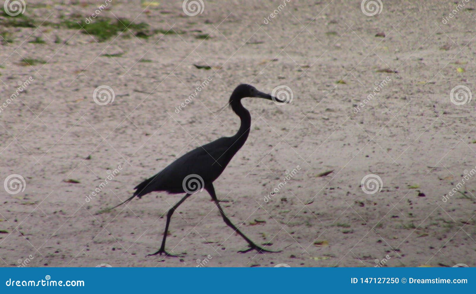 Blue crane walking stock photo. Image of sand, walking 147127250
