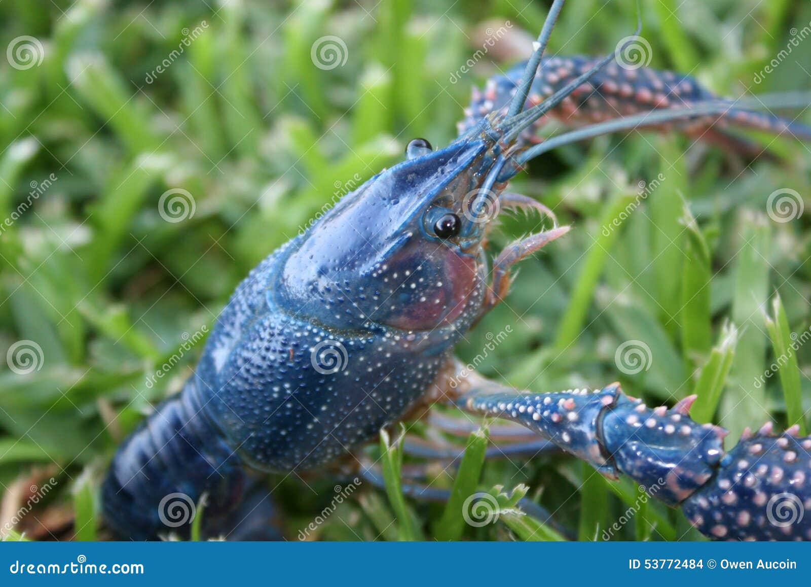 Blue Crawfish With A Plateau Of Red Crawfish In The Background Royalty