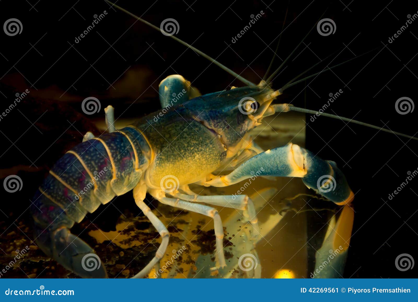 Blue crayfish in aquarium stock image. Image of aquarium 42269561