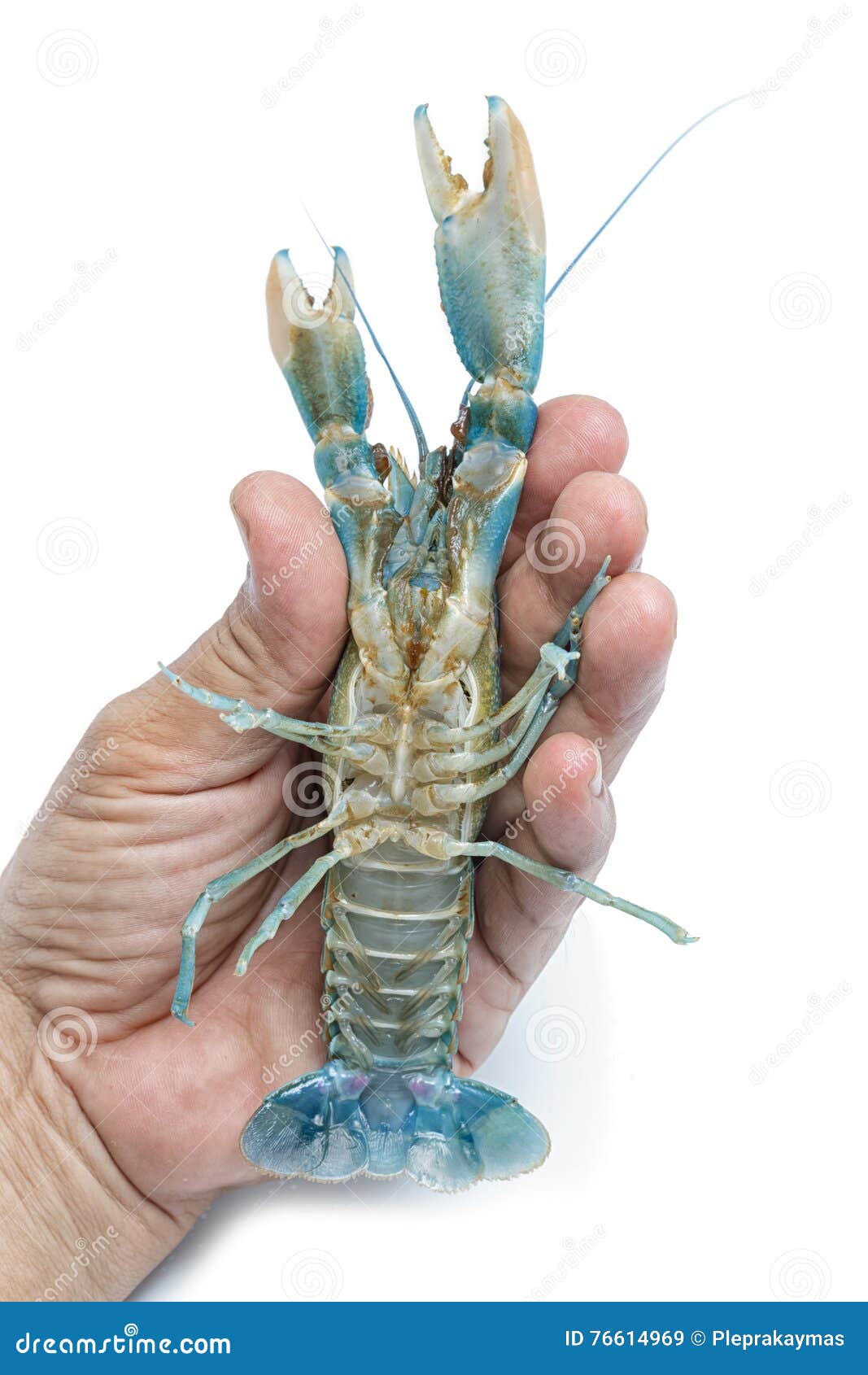 Lobster. A Hand Holding A Giant Lobster At A Seafood Buffet. Soft Focus
