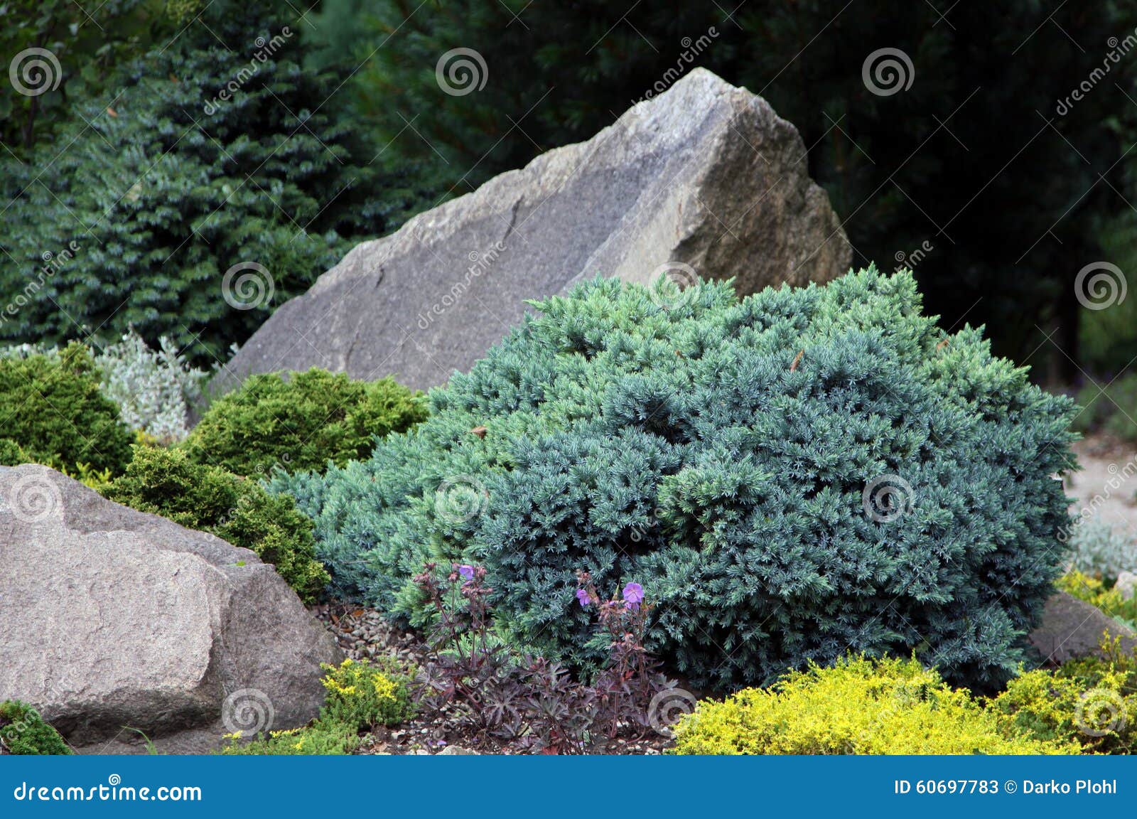 blue creeping juniper