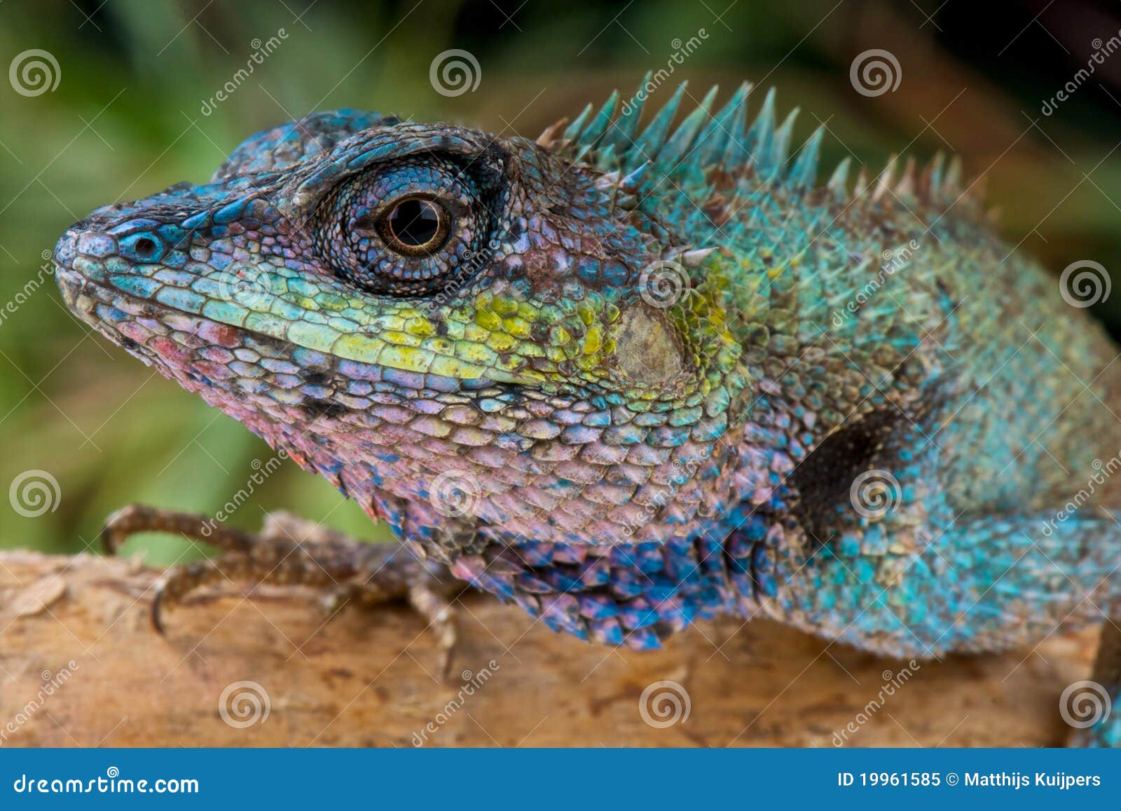 Blue Crested Lizard Stock Image Image Of Purple Diurnal 19961585