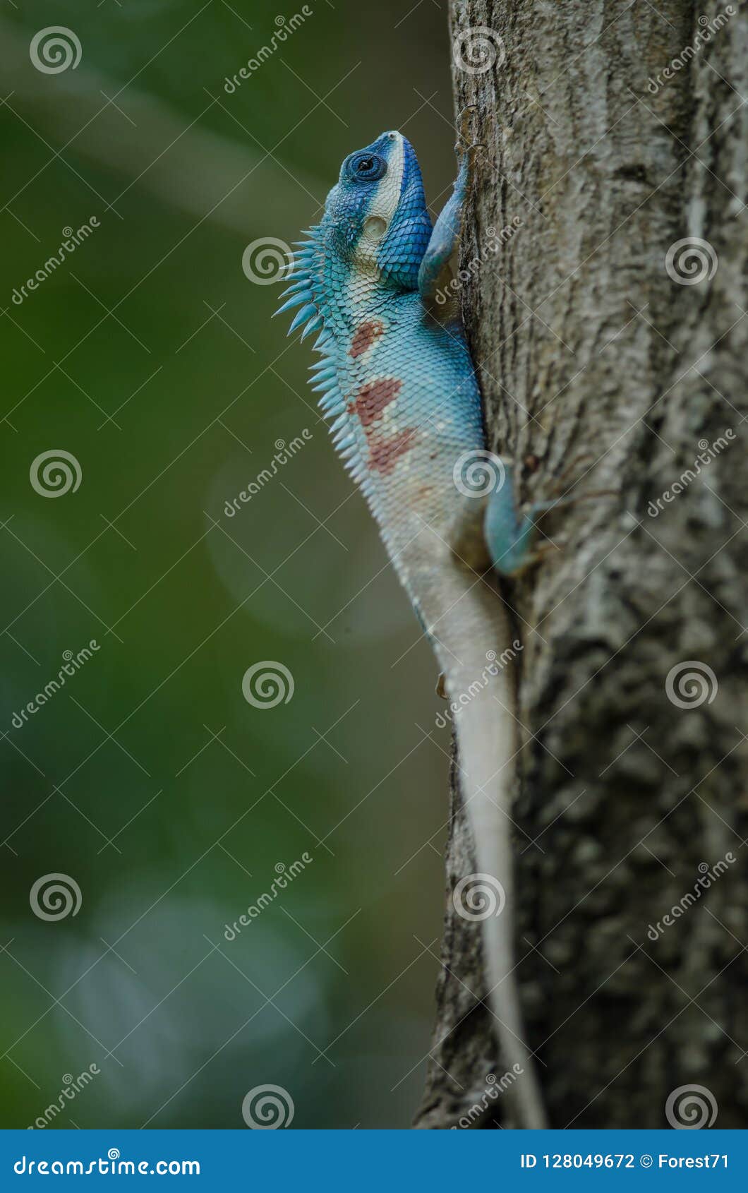 Blue Crested Lizard Or Indo Chinese Forest Lizard Stock Photo Image